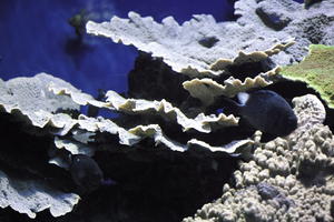 aquarium, artificial lighting, bright, close-up, coral, fishtank, Monaco, Monte Carlo, Monte-Carlo, museum