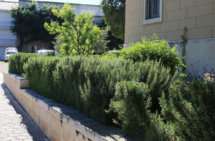 bush, Croatia, day, eye level view, shrub, Splitsko-Dalmatinska, summer, sunny