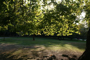 autumn, broad-leaf tree, broad-leaved tree, day, England, eye level view, grass, London, park, sunny, The United Kingdom