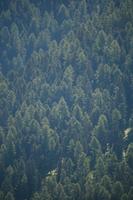 day, eye level view, Graubunden, mountain, natural light, pine, Saint Moritz, Switzerland, tree, vegetation