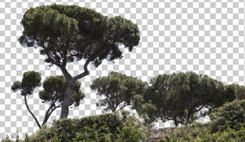 coniferous, cutout, cutout trees, day, evergreen, eye level view, pine, Pinus pinea, summer, sunny, treeline