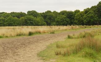 day, diffuse, diffused light, England, eye level view, grass, London, natural light, park, path, spring, The United Kingdom, treeline