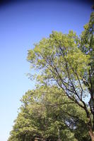 below, day, Manhattan, New York, sunny, The United States, tree, vegetation