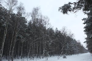 eye level view, forest, overcast, Poland, snow, track, tree, Wielkopolskie, winter, Wolsztyn