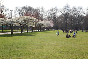 blooming, blossom, day, deciduous, England, eye level view, grass, group, London, park, people, picnicking, sitting, spring, sunny, The United Kingdom, tree