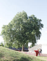 broad-leaf tree, broad-leaved tree, day, direct sunlight, England, eye level view, London, park, summer, sunny, The United Kingdom, tree