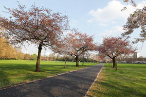 alley, blooming, blossom, day, deciduous, England, eye level view, grass, London, park, spring, sunny, The United Kingdom, tree