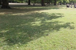 day, direct sunlight, England, eye level view, grass, London, park, shady, summer, sunny, The United Kingdom