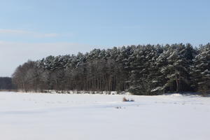 afternoon, bright, coniferous, day, eye level view, Poland, snow, sunny, tree, treeline, Wielkopolskie, winter, woodland