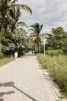 day, eye level view, Florida, grass, Miami, palm, park, pavement, Phoenix canariensis, summer, sunny, The United States