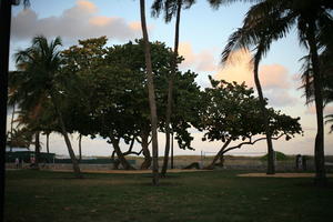 dusk, eye level view, Florida, Miami, palm, park, The United States, tree, vegetation, winter