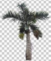 afternoon, ambient light, below, Cuban royal palm, cutout, cutout plants, cutout trees, day, diffuse, diffused light, evergreen, Florida royal palm, looking up, palm, royal palm, Roystonea regia, spring, tree, tropical