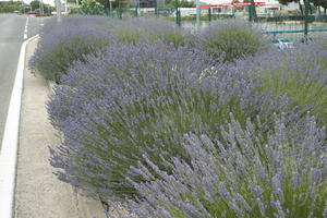 bush, Croatia, day, diffuse, diffused light, eye level view, lavander, natural light, shrub, Sibensko-Kninska, summer, Vodice