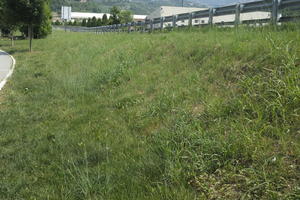 day, direct sunlight, eye level view, grass, Italia , summer, sunny, Veneto, Verona