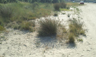 Croatia, day, eye level view, grass, Ljubac, shrub, summer, sunny, Zadarska