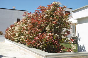 bush, day, direct sunlight, eye level view, flowered bush, Italia , lowered, shrub, spring, sunny, Toscana