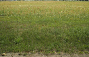 day, diffuse, diffused light, eye level view, grass, grassland, natural light, Poland, summer, Wielkopolskie