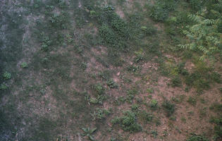 above, day, diffuse, diffused light, grass, ground, Italia , natural light, Siena, spring, Toscana