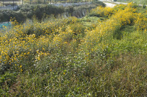 autumn, Croatia, day, eye level view, flower field, shrubland, sunny, Zadar, Zadarska