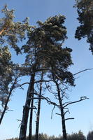 afternoon, below, bright, coniferous, day, Poland, snow, sunny, tree, Wielkopolskie, winter