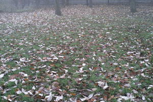 ambient light, day, diffuse, diffused light, England, eye level view, fog, grass, leaves, London, natural light, park, The United Kingdom, winter