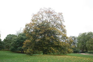 autumn, broad-leaf tree, broad-leaved tree, day, deciduous, England, eye level view, grass, leaves, London, natural light, park, The United Kingdom, tree