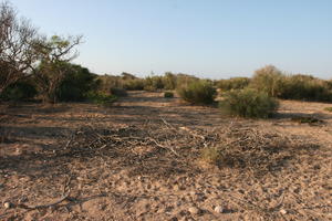 autumn, bush, day, desert, direct sunlight, Essaouira, eye level view, Morocco, natural light, sunlight, sunny, sunshine, vegetation