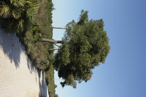 bright, coniferous, day, Denia, eye level view, Spain, spring, sunny, tree, Valenciana