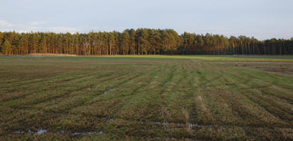 afternoon, day, diffuse, diffused light, eye level view, field, Kopanica, Poland, treeline, Wielkopolskie, winter