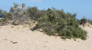 Canarias, day, direct sunlight, dunes, eye level view, Las Palmas, shrub, Spain, spring, sunny