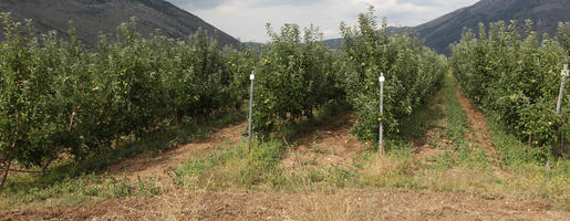 agriculture, autumn, Croatia, day, diffuse, diffused light, eye level view, field, fruit, tree, young