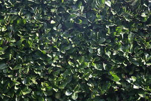 greenery, hedge, texture