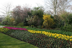 bush, day, England, eye level view, flower, flower field, flowered bush, London, park, shrub, spring, sunny, The United Kingdom