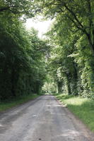 Beaugency, Centre, day, eye level view, forest, France, natural light, road, tree