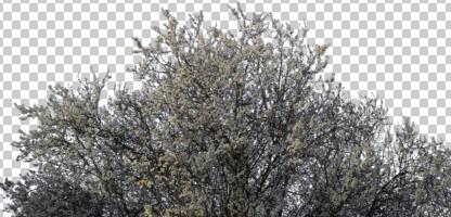 below, blossom, branch, cutout, cutout plants, cutout trees, day, orchard, tree