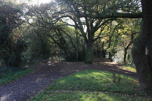 bush, day, England, eye level view, grass, London, natural light, park, path, sunny, The United Kingdom, tree, vegetation