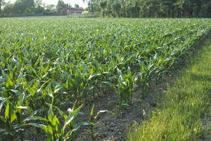 afternoon, crop, day, eye level view, field, Italia , summer, sunny