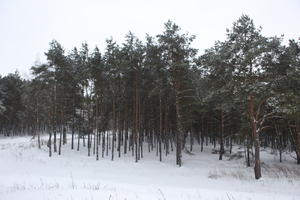 eye level view, forest, overcast, Poland, snow, track, tree, Wielkopolskie, winter, Wolsztyn