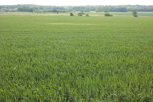 crop, day, eye level view, field, France, natural light, plant, spring