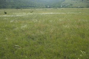 Croatia, day, diffuse, diffused light, eye level view, grass, grassland, natural light, spring