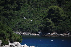 animal, bird, coastline, Croatia, day, eye level view, seascape, summer, tree, vegetation, woodland