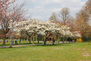 blooming, blossom, day, deciduous, England, eye level view, grass, London, park, spring, sunny, The United Kingdom, tree