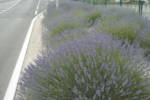 bush, Croatia, day, diffuse, diffused light, eye level view, lavander, natural light, shrub, Sibensko-Kninska, summer, Vodice