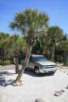 day, eye level view, Florida, jeep, Miami, natural light, palm, sunny, The United States, tropical, vegetation, winter