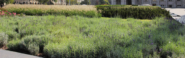 Budapest, bush, day, eye level view, flower, garden, Hungary, lavander, shrub, summer, sunny