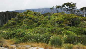 day, diffuse, diffused light, eye level view, forest, natural light, New Zealand, overcast, reed, summer, tropical, vegetation, West Coast