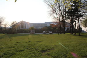 Boulogne-sur-Mer, broad-leaf tree, broad-leaved tree, day, eye level view, France, golden hour, grass, Nord-Pas-de-Calais, park, spring, sunny, tree