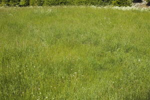 day, eye level view, grass, Italia , summer, sunny, Trentino-Alto Adige