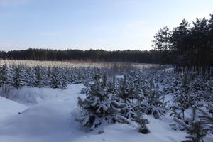 afternoon, bright, coniferous, day, eye level view, Poland, snow, sunny, tree, Wielkopolskie, winter