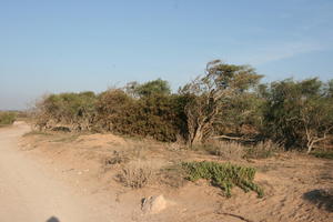 autumn, bush, day, desert, direct sunlight, Essaouira, eye level view, Morocco, natural light, sunlight, sunny, sunshine, vegetation